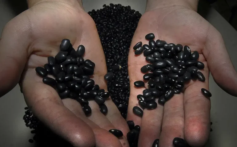 Armênia, Belarus, Casaquistão e Quirguistão abrem mercado para feijão brasileiro