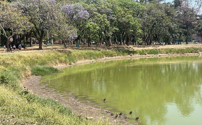 Lago do Parque do Ibirapuera apresenta água verde e aparecimento de 'ilha'