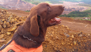 Labrador Jimmy SSP SE