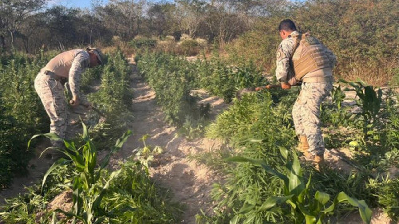Em operação integrada, SSP e MP apreendem mais de 25 mil pés de maconha em Canapi
