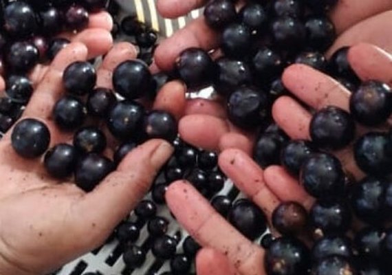 Cooperativa alagoana faz sucesso com produtos derivados da jabuticaba