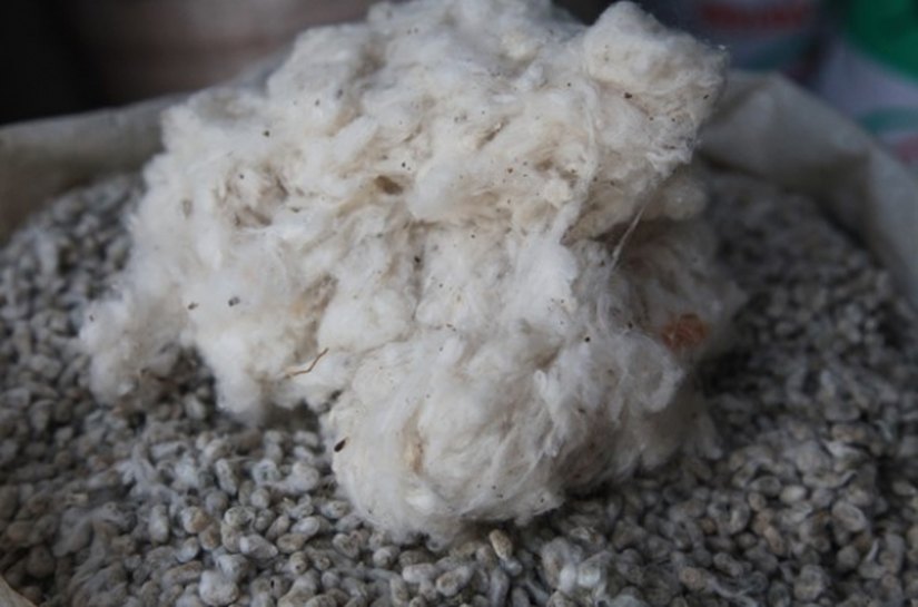 Seagri entrega sementes de algodão no sertão nesta terça-feira (21)