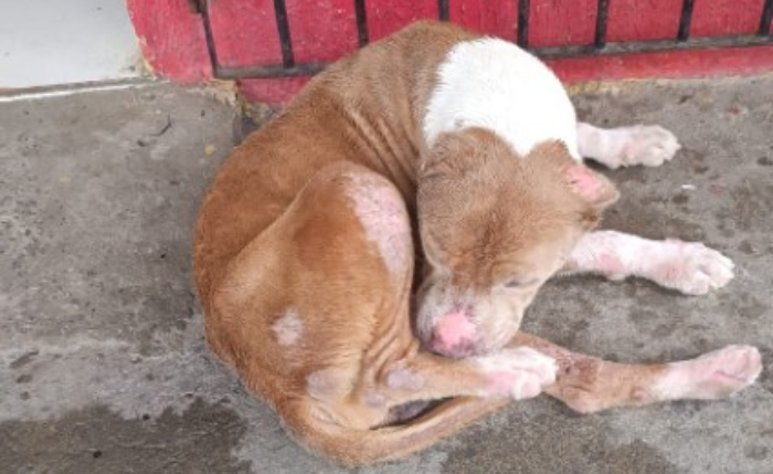 Moradores relatam ataques de pitbull abandonado no Loteamento Nascente do Sol