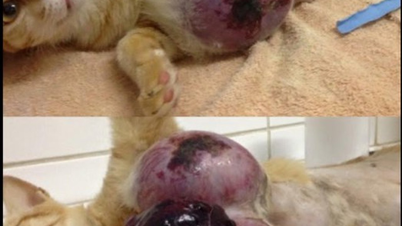 Pesquisa da Ufal alerta sobre venda indevida de remédio para cães e gatos