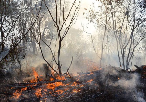 No Dia Nacional do Cerrado, presidente da CMA faz alerta sobre queimadas no bioma