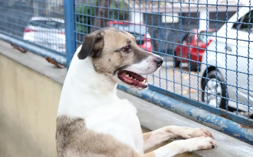 Johnny, cachorro que se tornou 'cãoroinha' de igreja após ser adotado por padre; leia mais