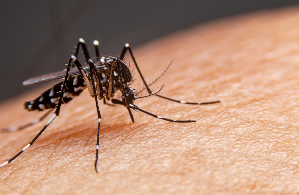 mosquito-dengue-1152x768