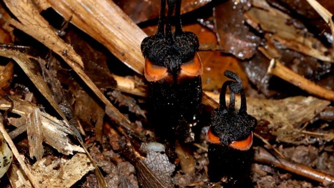 Flor do diabo, raríssima, é descoberta sob o solo em parque da Tailândia