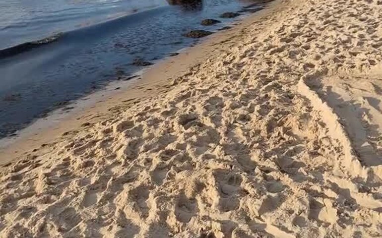 Javalis 'invadem' praia na Polônia e aproveitam dia de sol