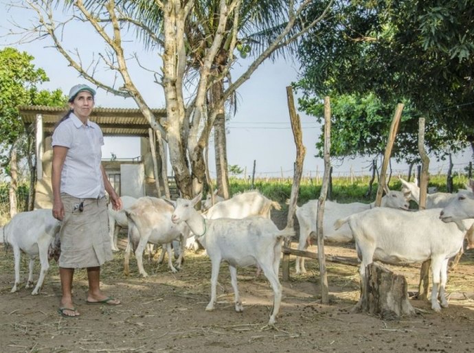 Governo do Estado incentiva cadeia produtiva de caprinocultura