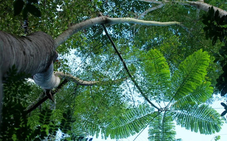 Evento no BNDES dá a largada a projeto de inovação em silvicultura de nativas