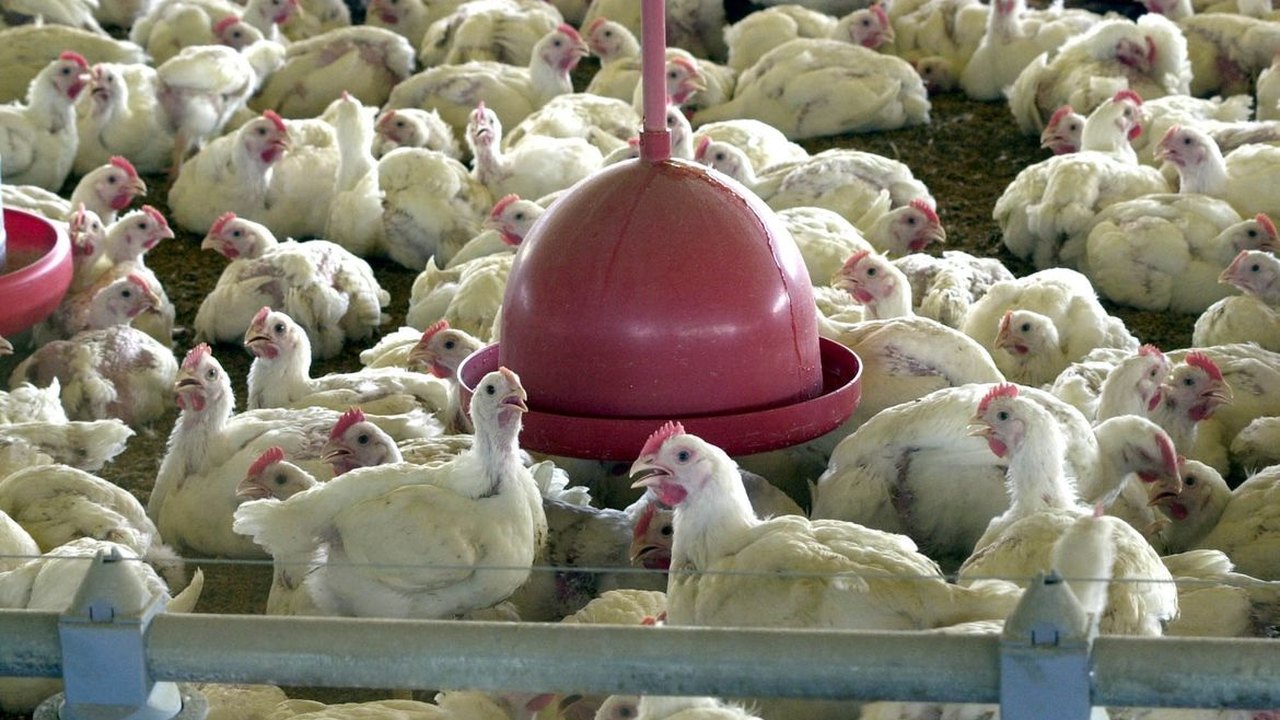 Agricultura confirma mais 2 casos em aves silvestres; total vai para 79