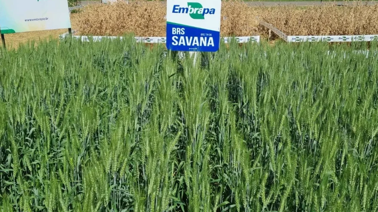 Trigo: novas cultivares da Embrapa ampliam perspectivas de expansão da triticultura no Cerrado