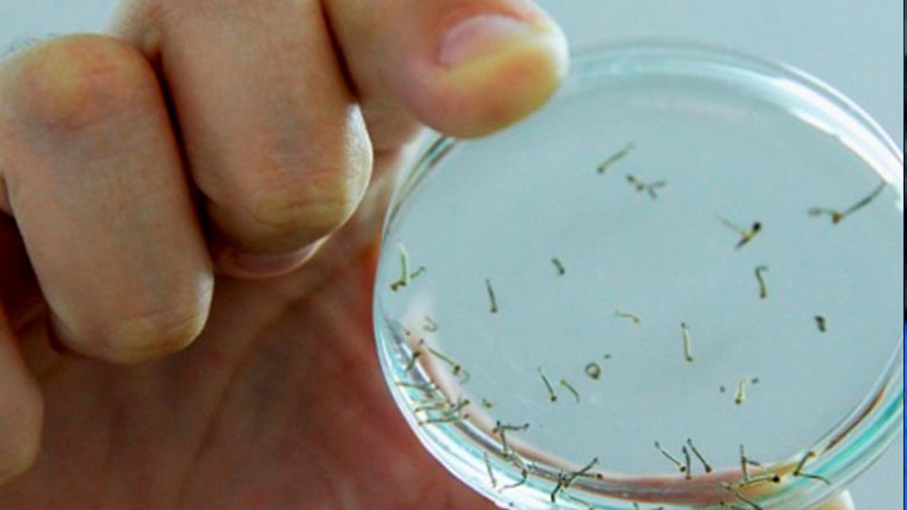 Bahia receberá R$ 1,6 milhão para enfrentar dengue, chikungunya e zika vírus
