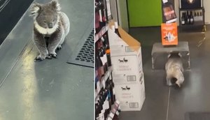 coala-secao-vinhos-australia-26072023203044393
