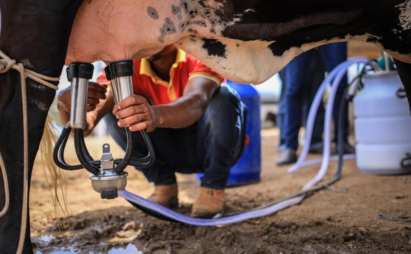 Alagoas terá o melhor preço pago ao produtor de leite no país