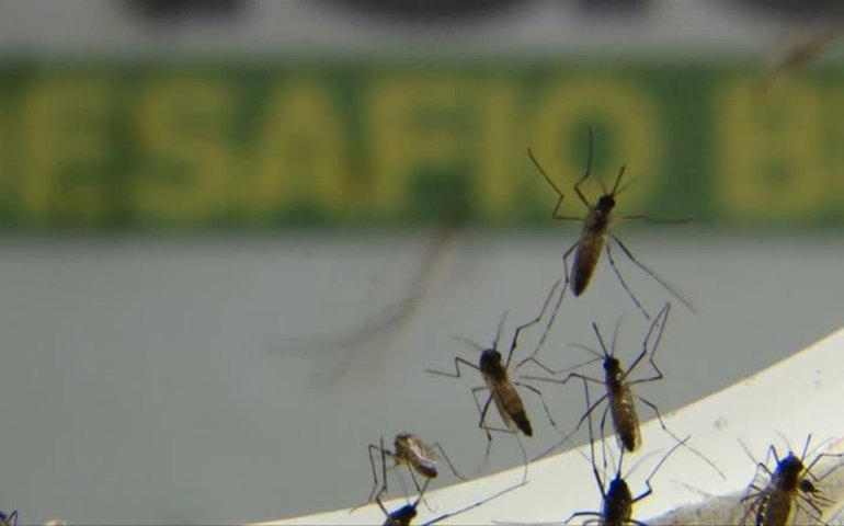 Estado de SP registra queda no número de casos de dengue neste ano