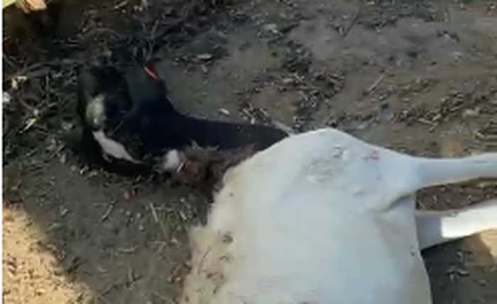 Após os ataques, o rebanho costuma ser encontrado com sinais de extrema violência, com vísceras expostas e até partes do corpo arrancadas.