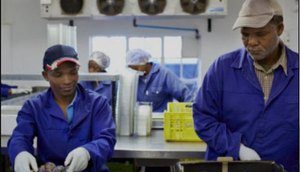 Quantidade de dias trabalhados no Brasil se aproxima da Noruega, já os serviços... Foto: Getty Image