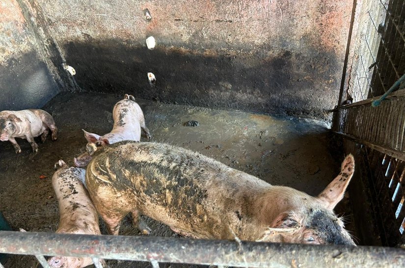 Ação integrada remove pocilgas do entorno do Mercado da Produção