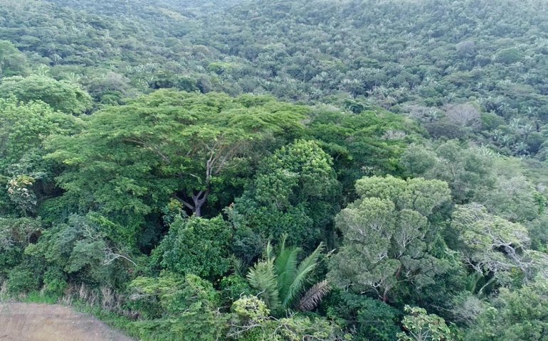  Mata da Sálvia: Segunda maior Reserva Particular do Patrimônio Natural é criada em Alagoas 