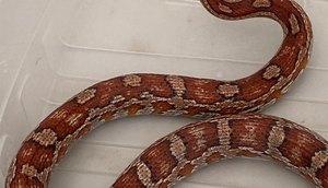 cobra do milho