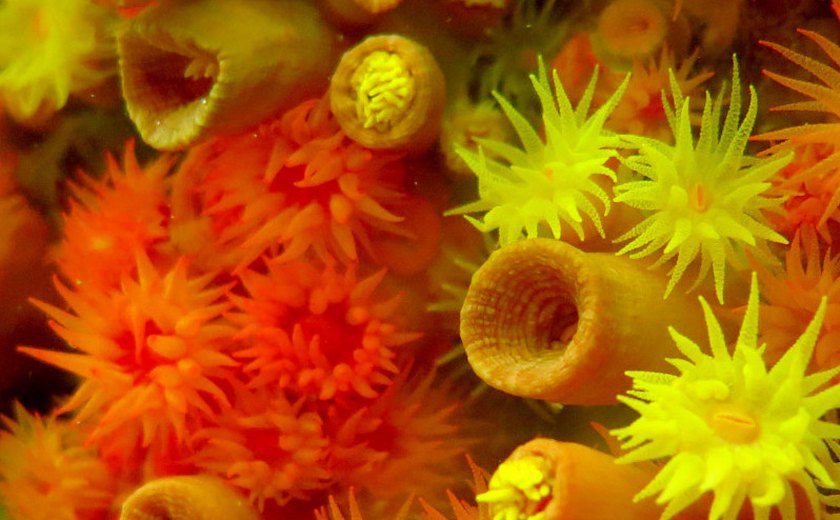 MPF consegue liminar para evitar coral assassino em litoral alagoano