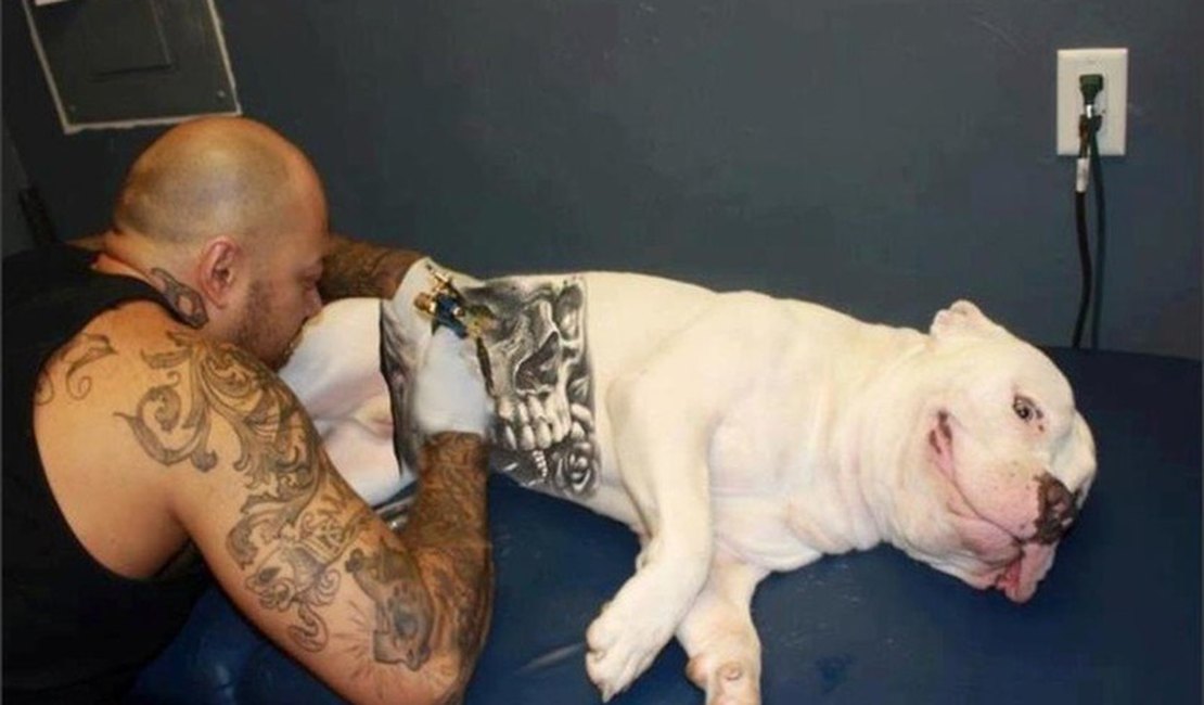CCJ aprova PL que proíbe tatuagens e piercings em animais
