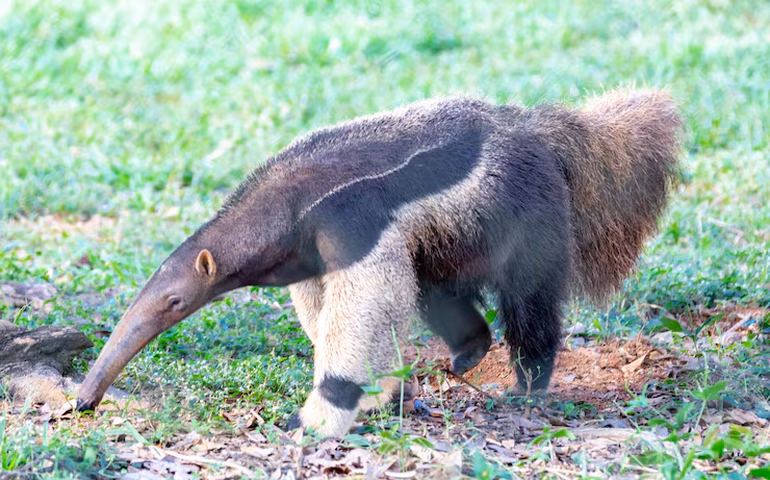 Diego, o gigante tamanduá-bandeira, aproveita momento de spa no zoológico de Moscou