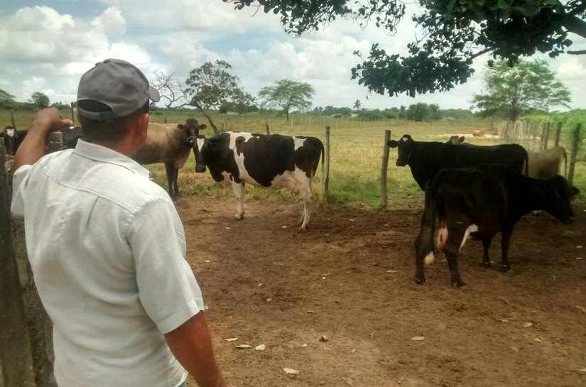 Arapiraca quer ampliar programa de inseminação artificial bovina