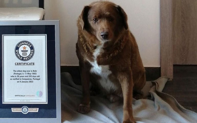 Cachorro mais velho do mundo completa 31 anos, segundo o 'Guinness World Records'