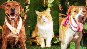 thumbnail_Campanha Online de Adoção de Animais segue até o próximo sábado.jpg / Foto: Assessoria de comunicação