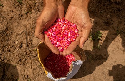 Governo do Estado lança o Planta Alagoas na terça-feira (25)