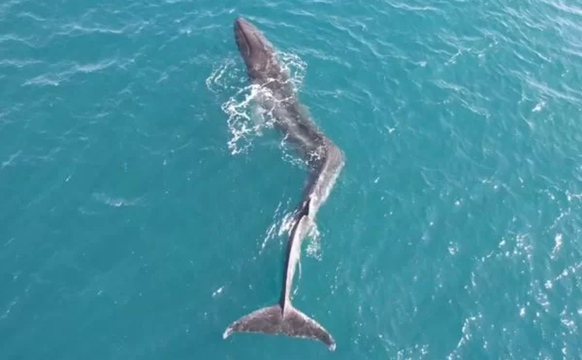 Baleia com escoliose é vista na Costa da Espanha