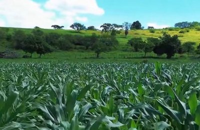Agricultores familiares de Penedo vão colher mais de 300 toneladas de milho