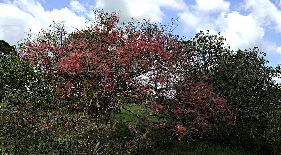 flores primavera