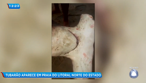 tubarão pirambu
