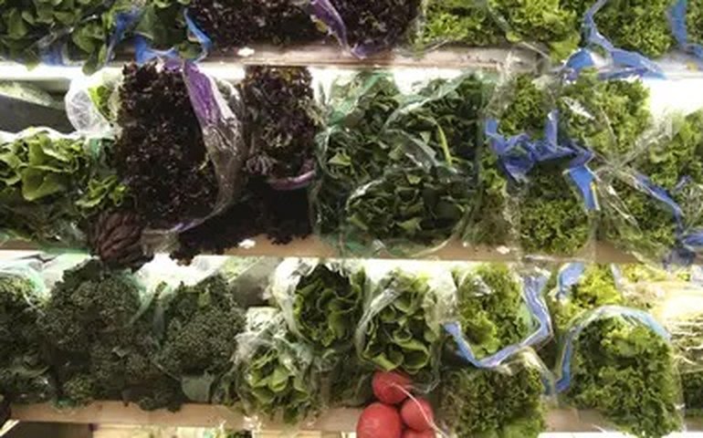 O risco de lavar a alface apenas com água e um truque de cozinha para desinfetá-la de forma simples