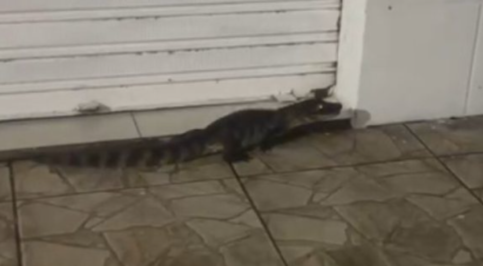 Captura de tela 2026-04-13 090831