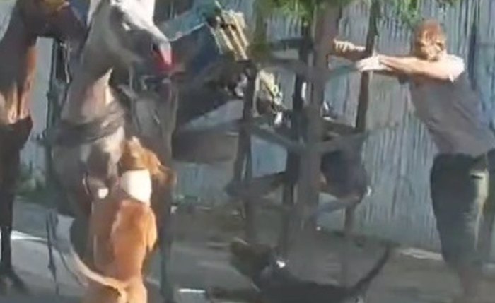 Imagens mostram os dois cachorros avançando no cavalo