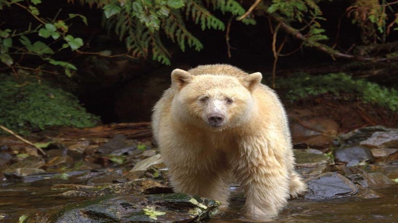 Raro urso-pardo branco morre após ser atropelado em rodovia canadense; filhotes tiveram mesmo fim horas antes