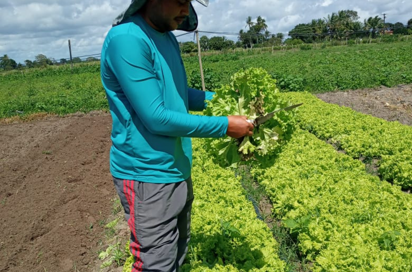 Emater já distribuiu 2,7 mil toneladas de alimentos no Agreste por meio do PAA