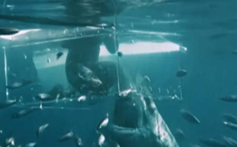 Turista britânico atacado por tubarão no Caribe foi salvo por amigos que 'lutaram' contra animal na água
