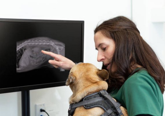 'Diagnósticos em 15 segundos': veterinários recorrem à Inteligência Artificial para atender pets na Coreia do Sul; entenda