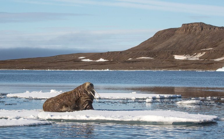 Ártico não derreterá completamente, mas em alguns anos haverá muito pouco gelo, diz cientista russo