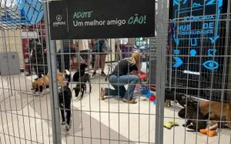 Pets em busca de um lar participam de evento de adoção em Maceió