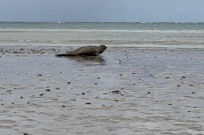 IMA/AL monitora elefante-marinho que está na costa alagoana
