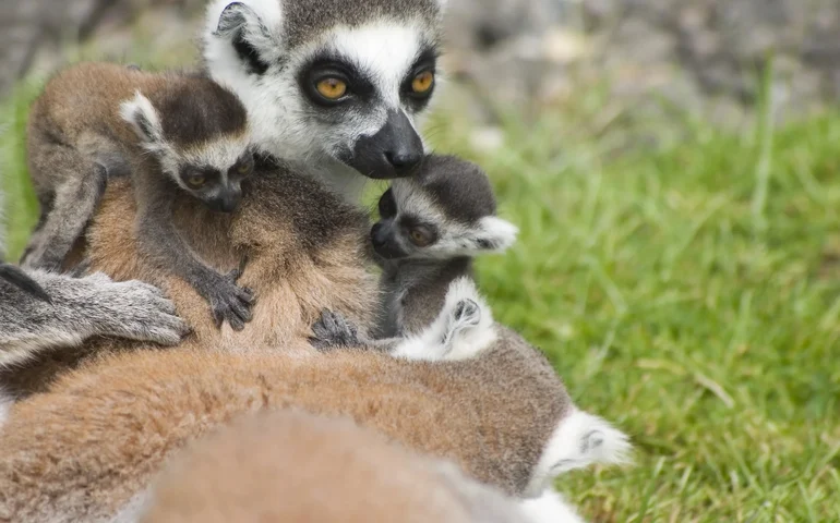 Fofura raríssima: gêmeos de lêmures nascem no zoológico de Moscou