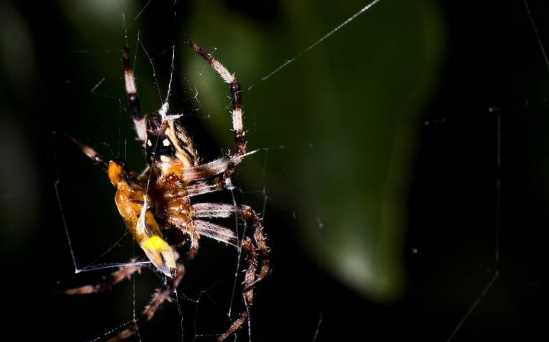 Aranhas manipulam brilho de vaga-lumes para atrair mais presas, aponta estudo