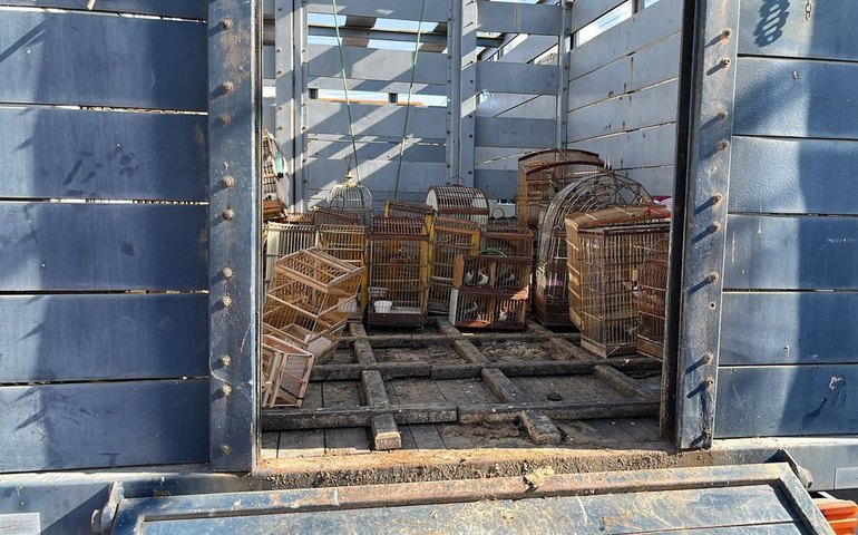 FPI 2023 resgata aves presas dentro de veículo na cidade de Arapiraca